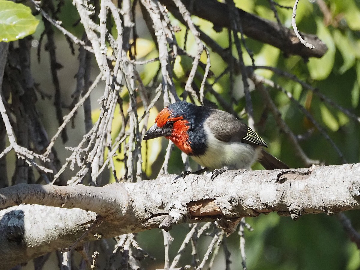 Black-collared Barbet - ML638285160