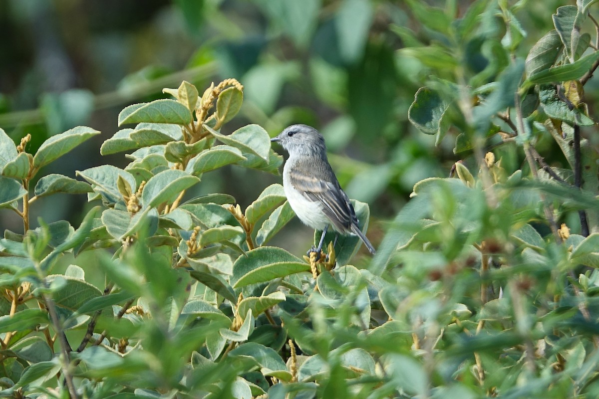 Marañon Tyrannulet - ML638285161