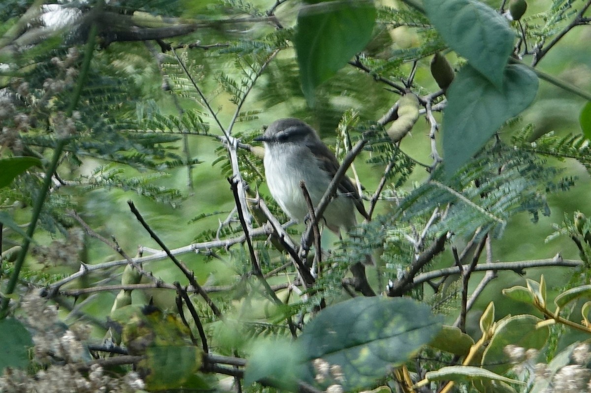 Marañon Tyrannulet - ML638285162