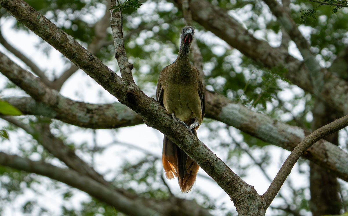 Rufous-vented Chachalaca - ML638285175
