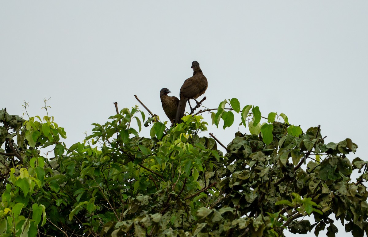 Rufous-vented Chachalaca - ML638285176