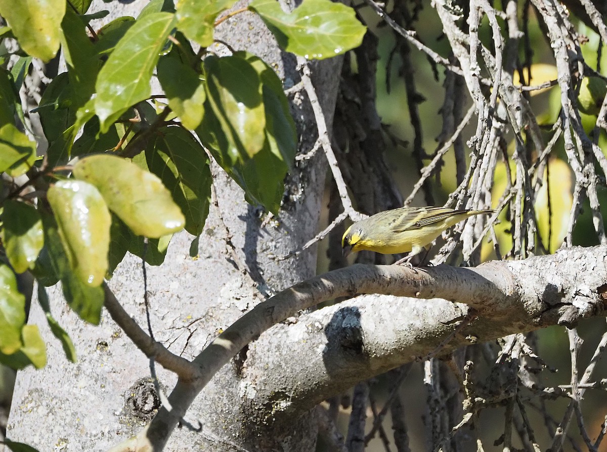 Yellow-fronted Canary - ML638285183