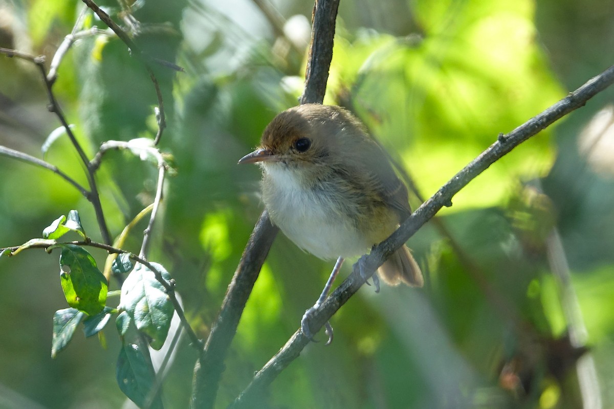 Fulvous-faced Scrub-Tyrant - ML638285184