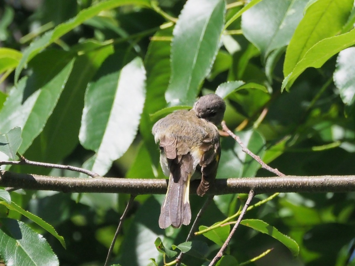 American Redstart - ML638285189