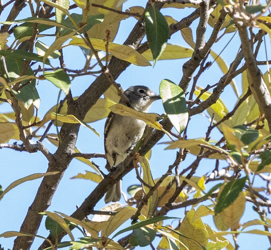 Plumbeous Vireo - ML638285190