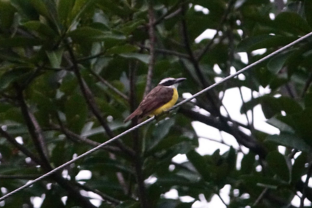 Boat-billed Flycatcher - ML638285191