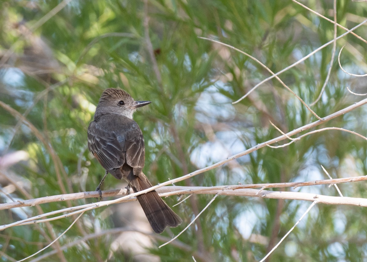 Ash-throated Flycatcher - ML638285194