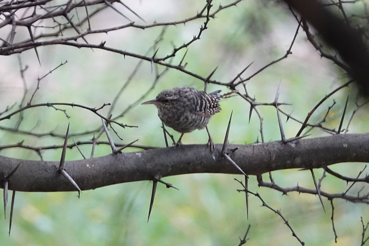 Fasciated Wren - ML638285198