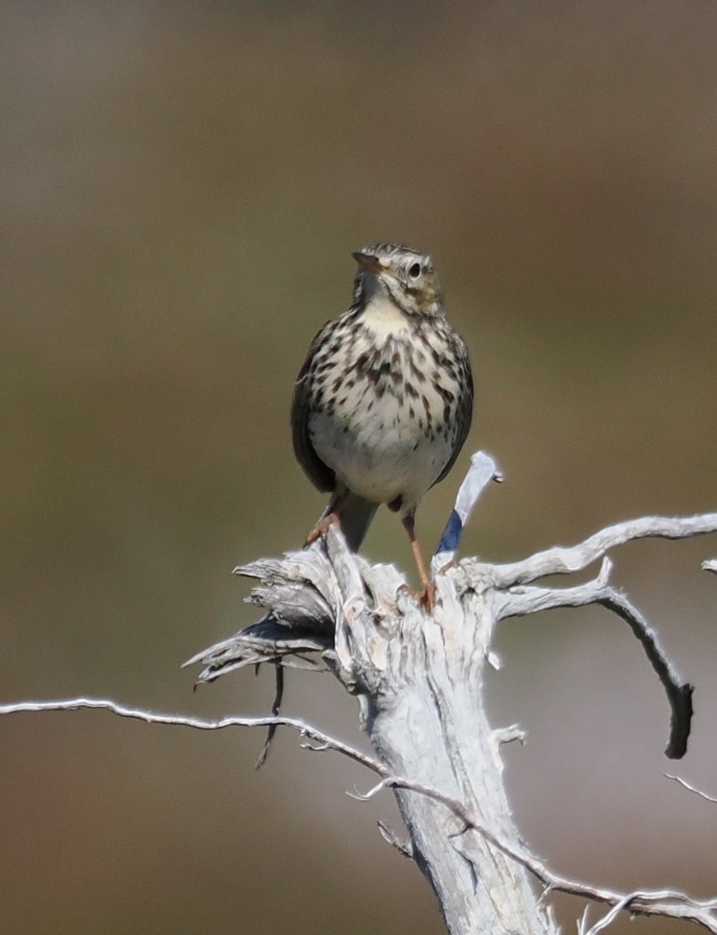 Meadow Pipit - ML638285209