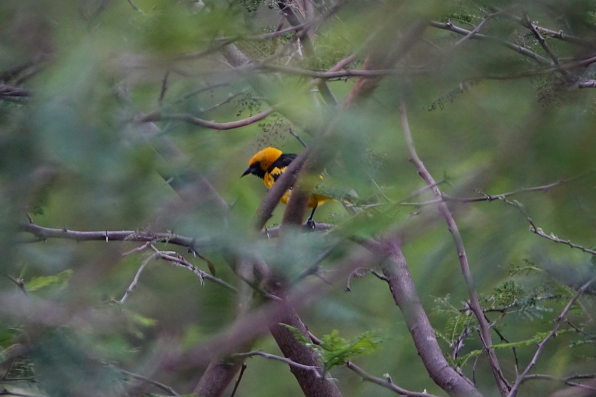 White-edged Oriole - ML638285210
