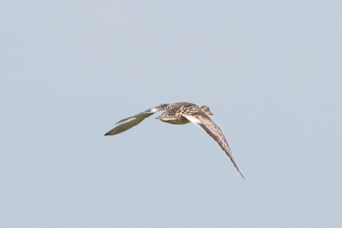 Gadwall - ML638285214