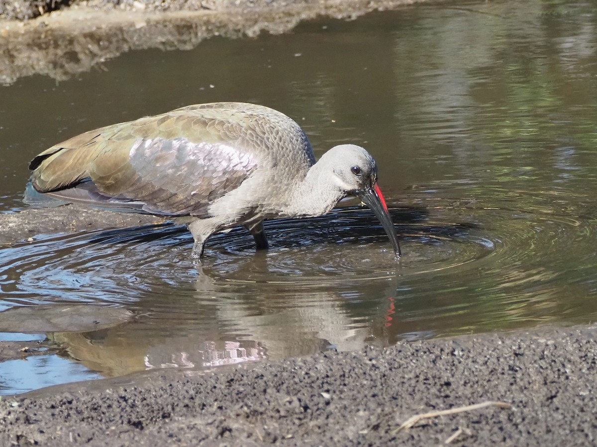 Hadada Ibis - ML638285215