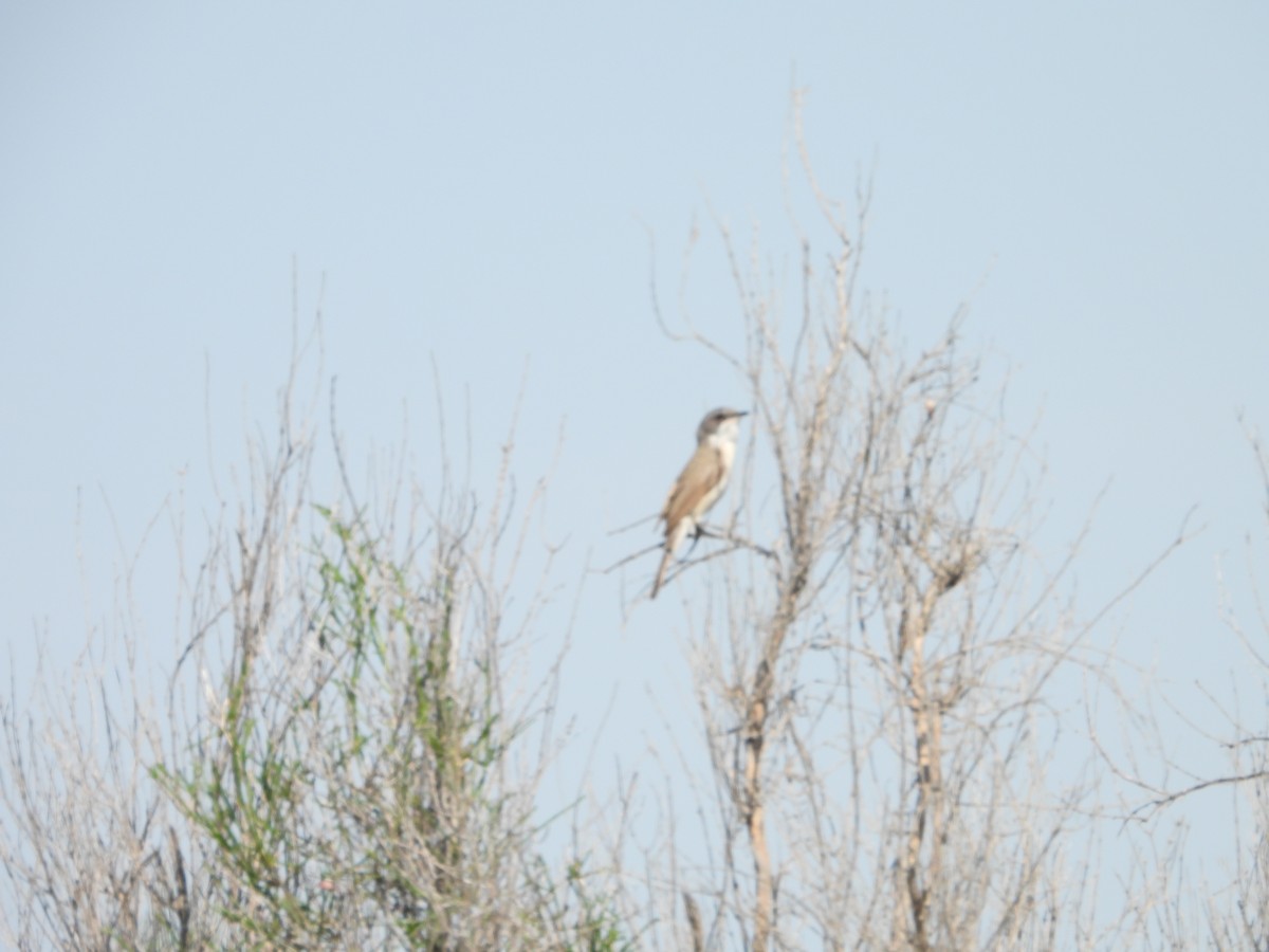 Lesser Whitethroat (Lesser) - ML638285216