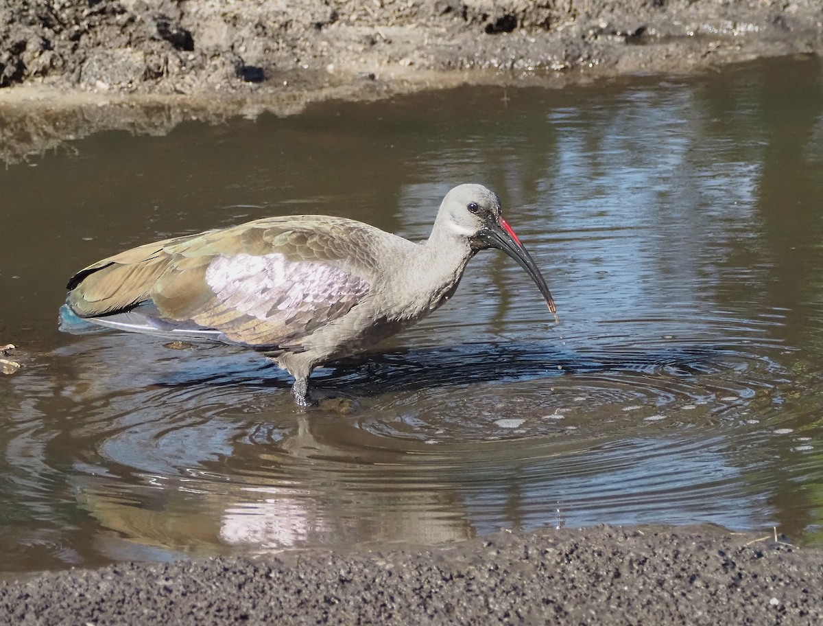 Hadada Ibis - ML638285223