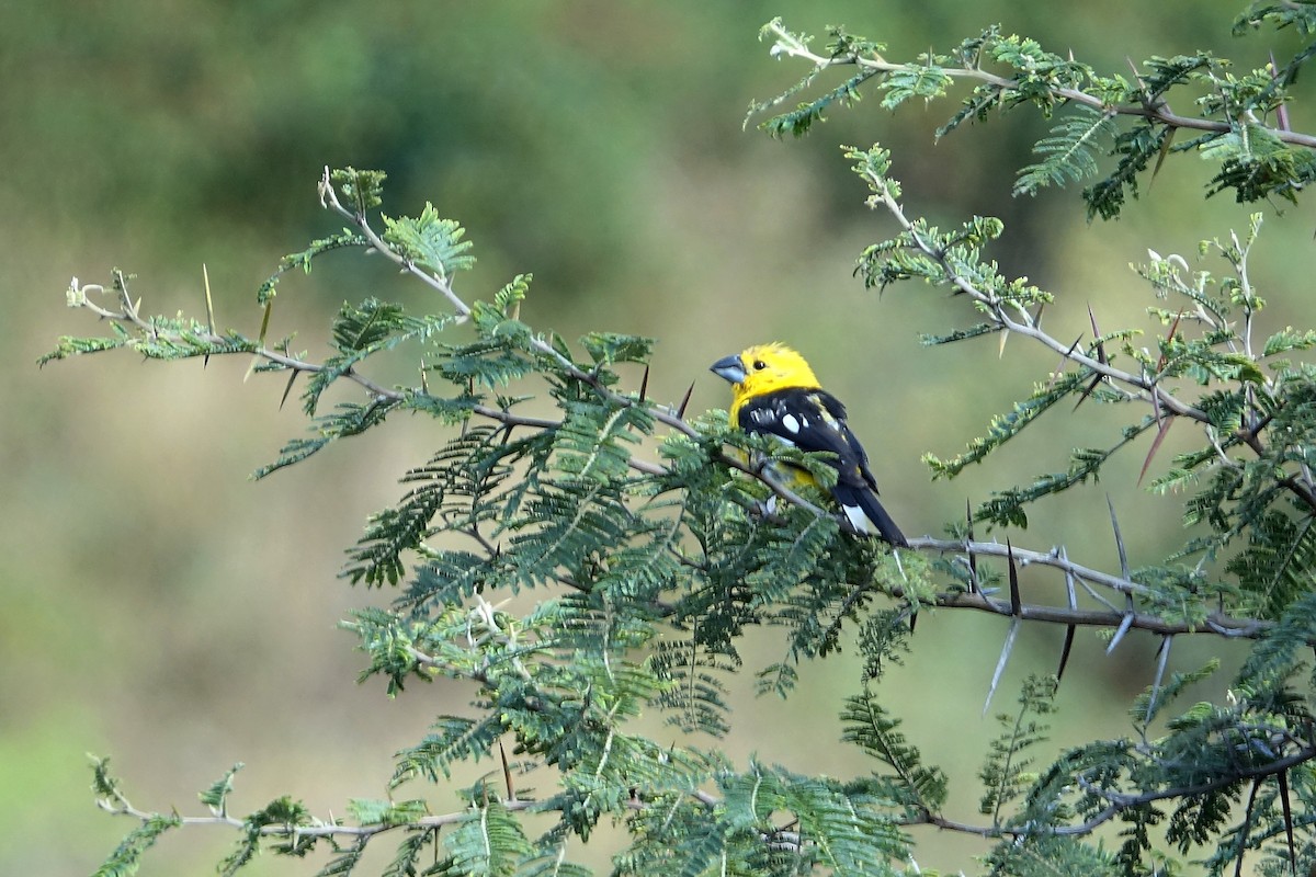 Golden Grosbeak - ML638285224