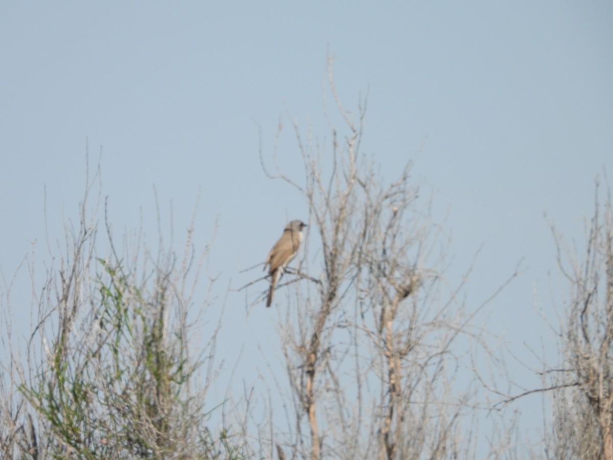 Lesser Whitethroat (Lesser) - ML638285226
