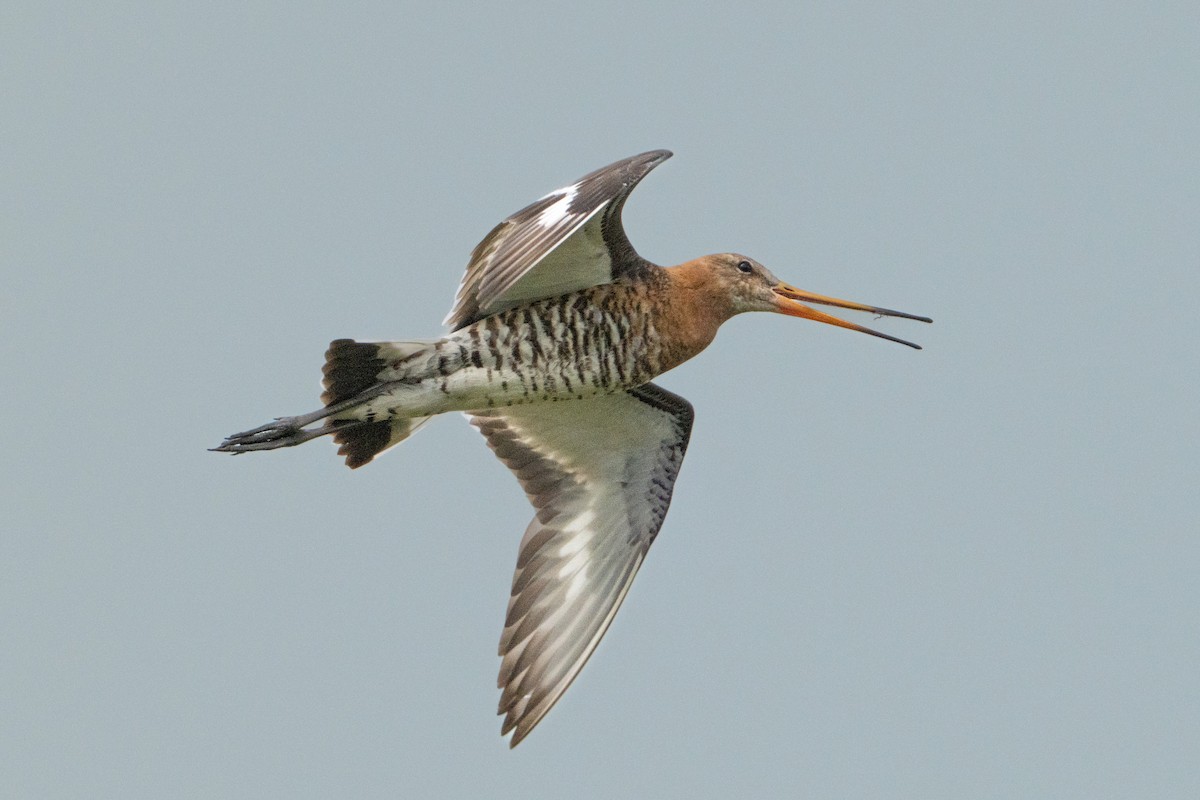 Black-tailed Godwit - ML638285227