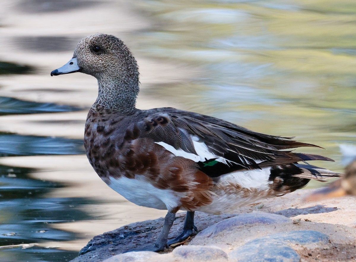 American Wigeon - ML638285229