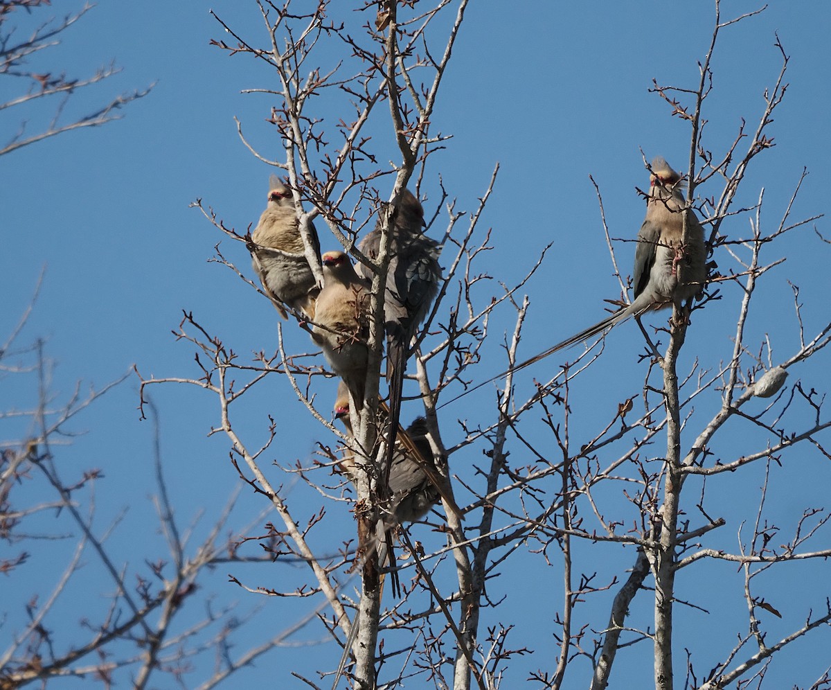 Red-faced Mousebird - ML638285230