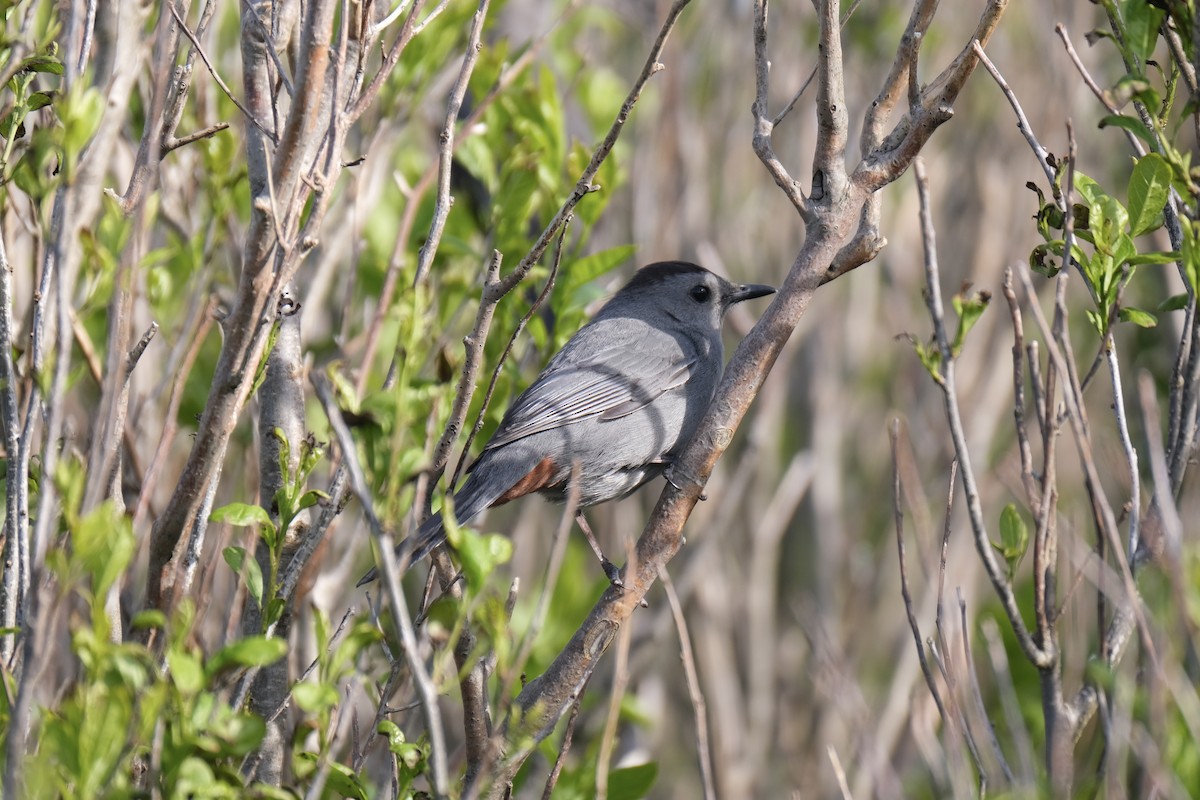 Gray Catbird - ML638285234