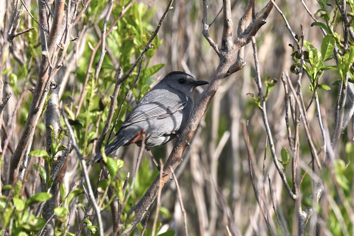 Gray Catbird - ML638285235