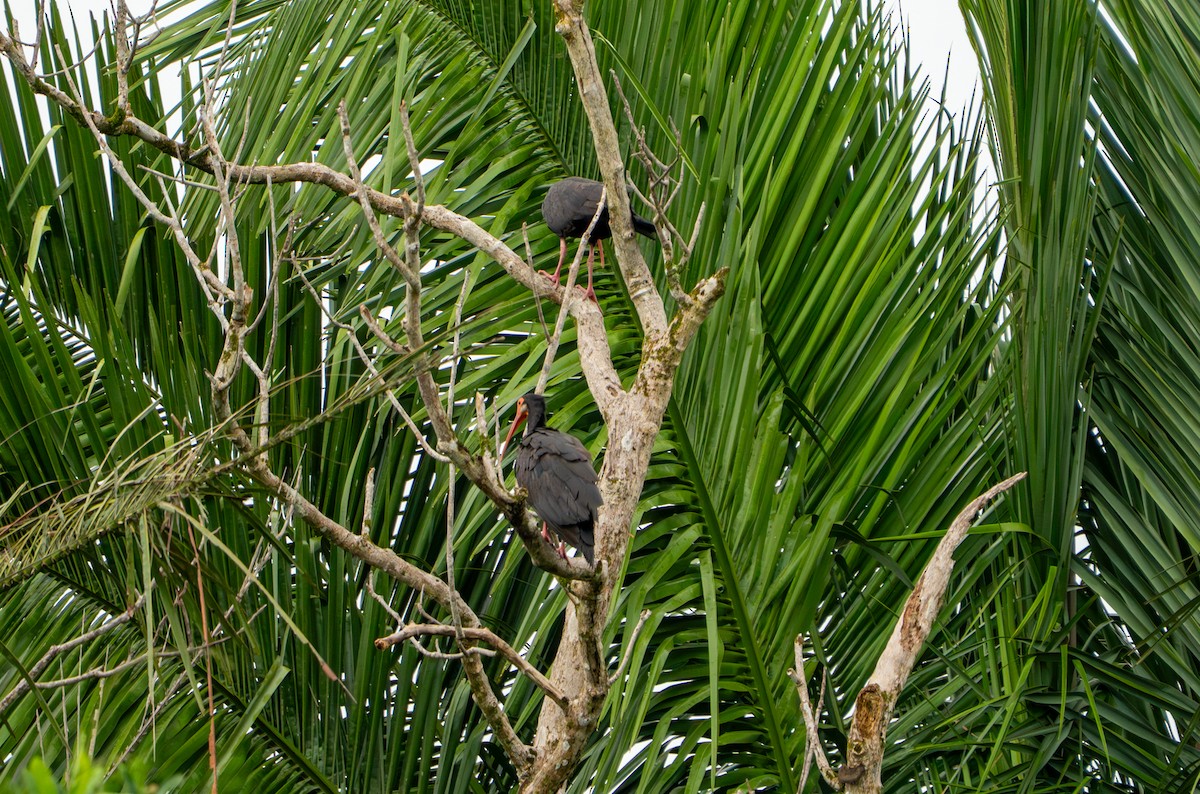 Sharp-tailed Ibis - ML638285239
