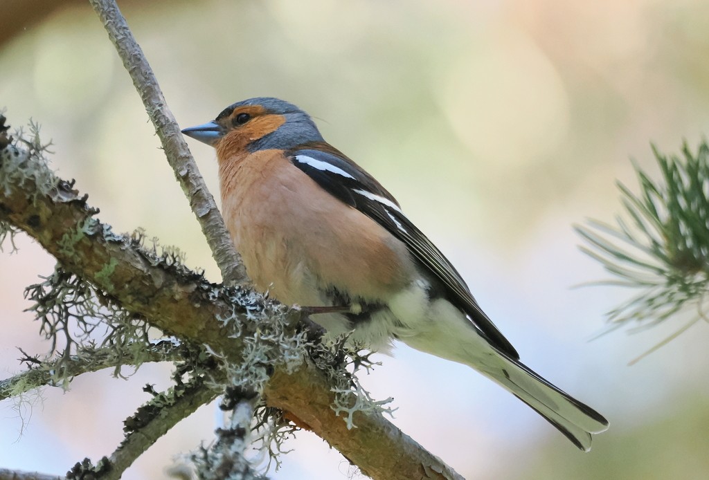 Common Chaffinch - ML638285242