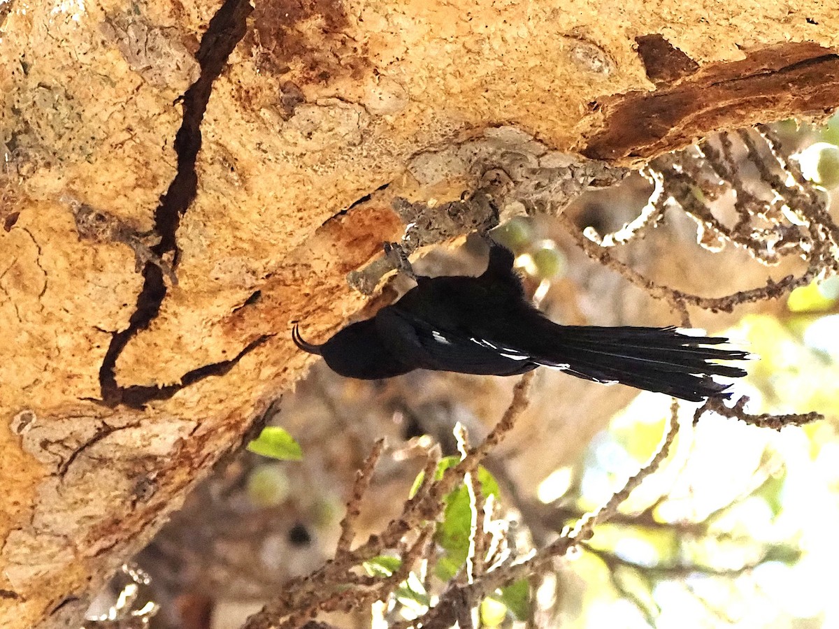 Common Scimitarbill - ML638285245
