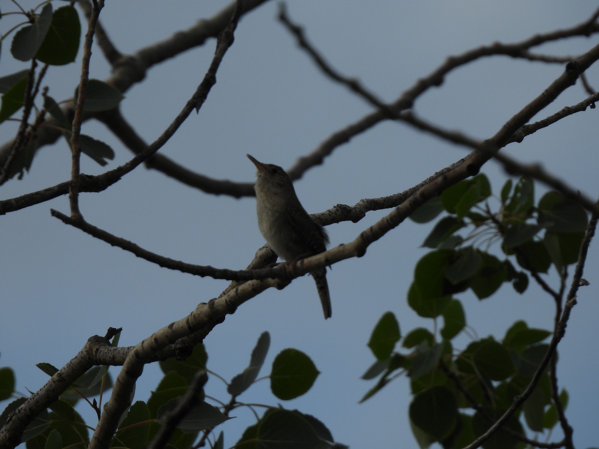 Northern House Wren - ML638285253