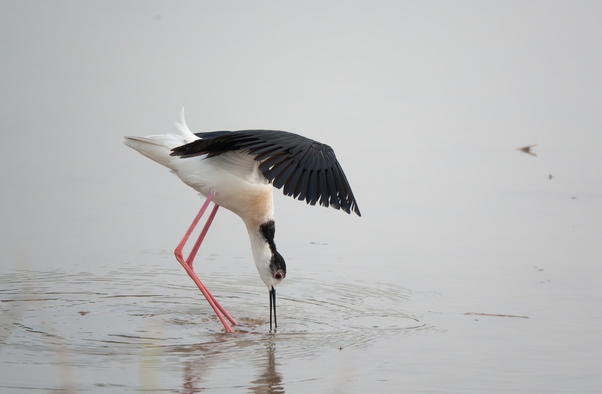 Black-winged Stilt - ML638285255