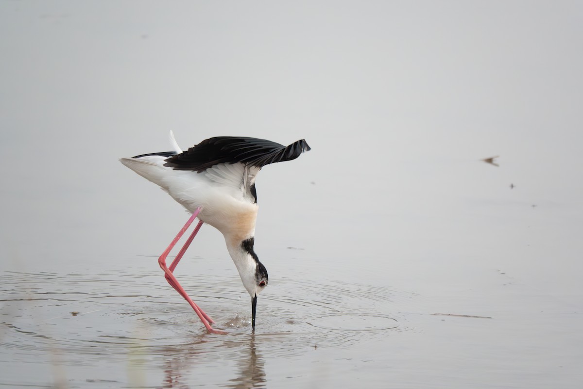 Black-winged Stilt - ML638285256