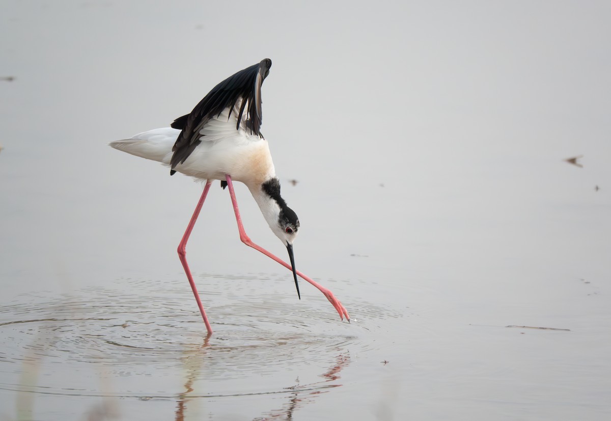 Black-winged Stilt - ML638285257