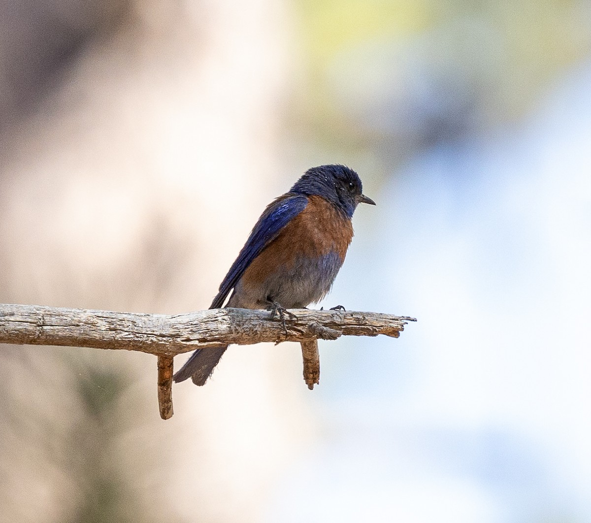 Western Bluebird - ML638285259