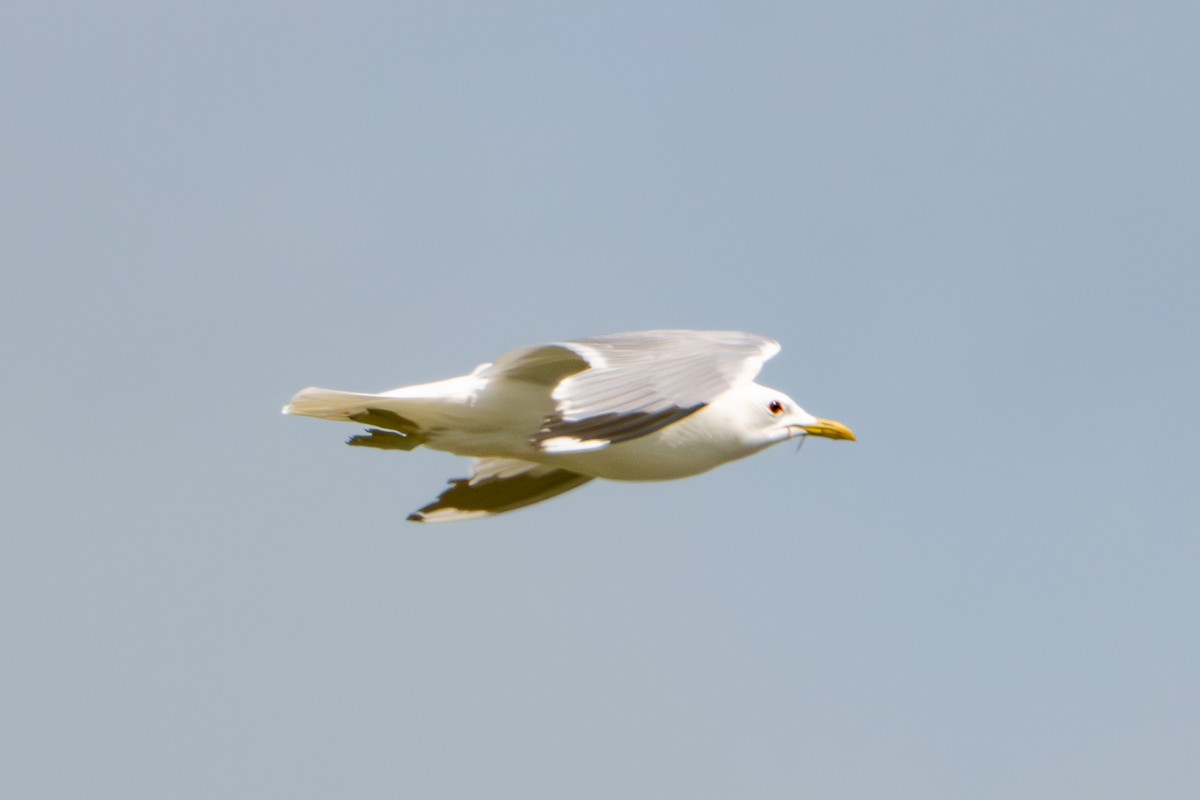 Common Gull - ML638285261