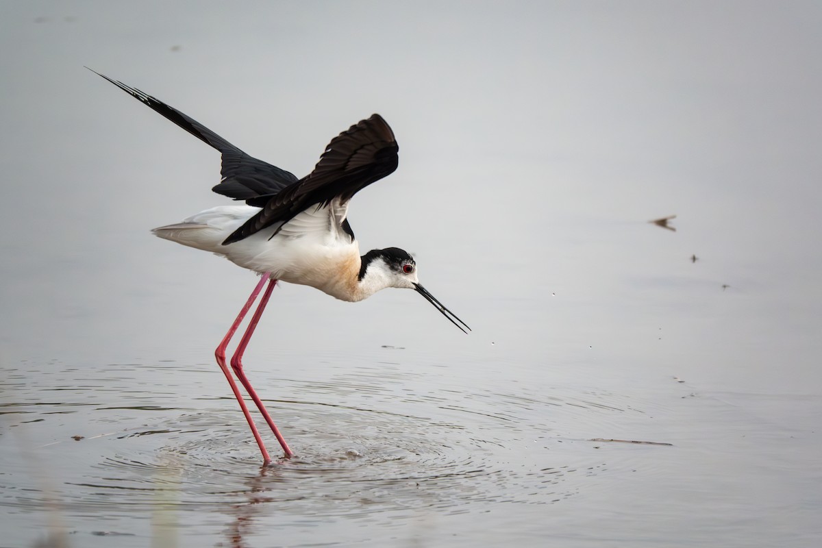 Black-winged Stilt - ML638285262