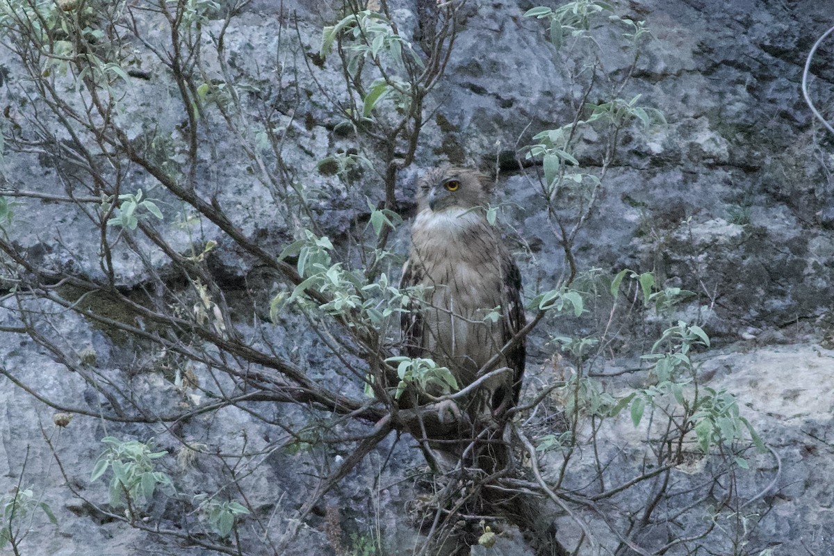 Brown Fish-Owl - ML638285271