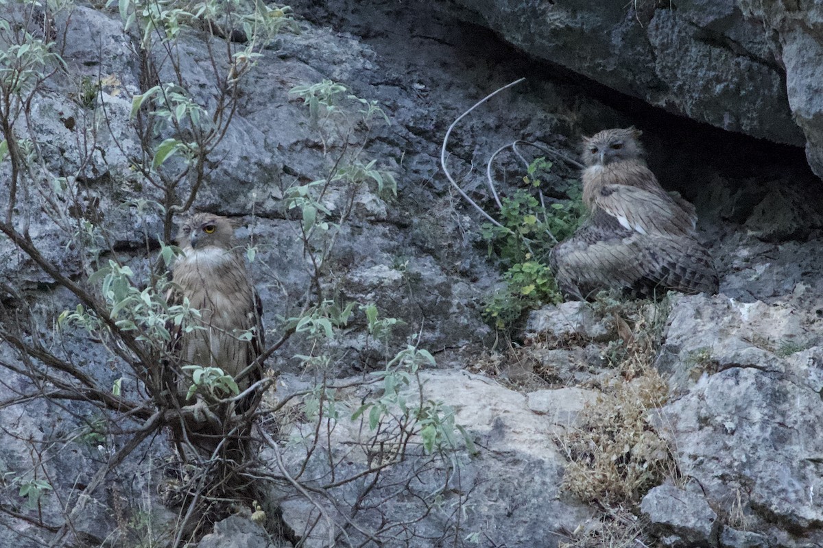 Brown Fish-Owl - ML638285273
