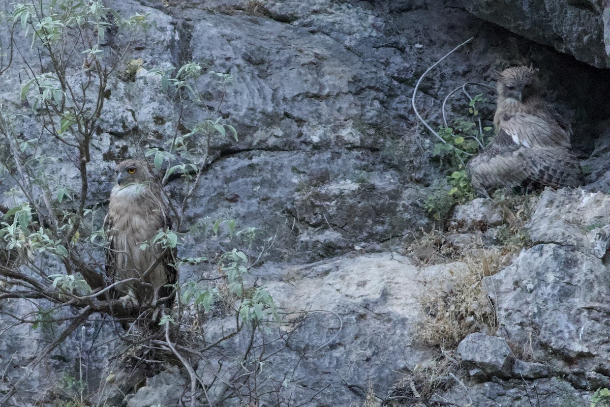 Brown Fish-Owl - ML638285274