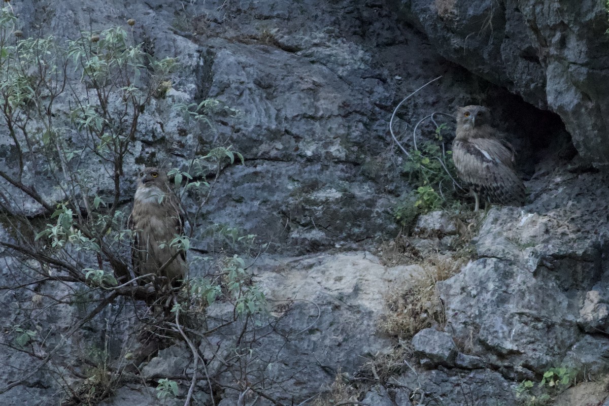 Brown Fish-Owl - ML638285275