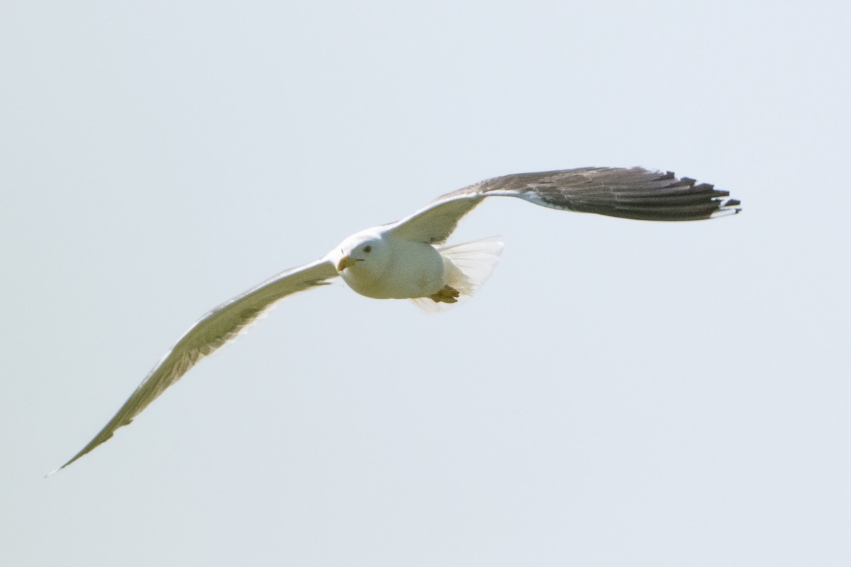 Lesser Black-backed Gull - ML638285276