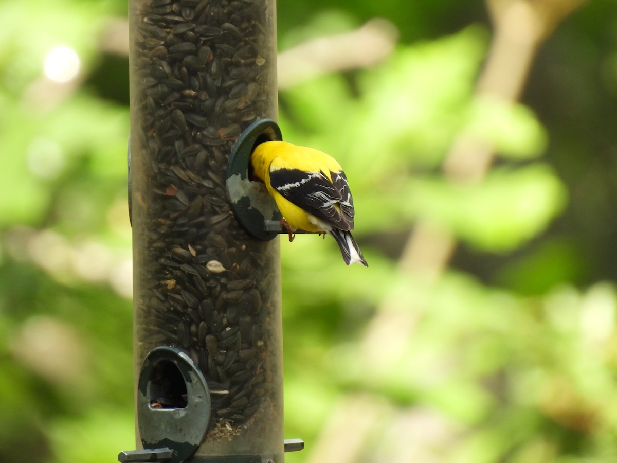 gulstillits - ML638285279