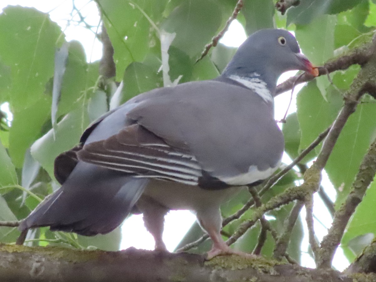 Common Wood-Pigeon - ML638285280
