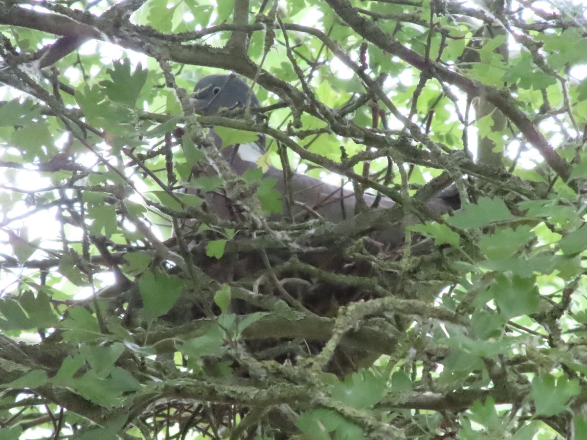 Common Wood-Pigeon - ML638285281