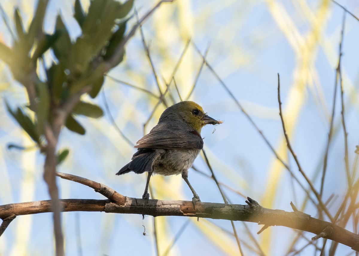 Verdin - ML638285286