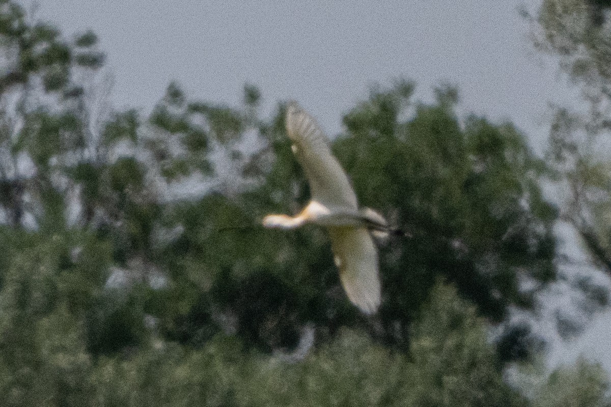 ヘラサギ - ML638285287