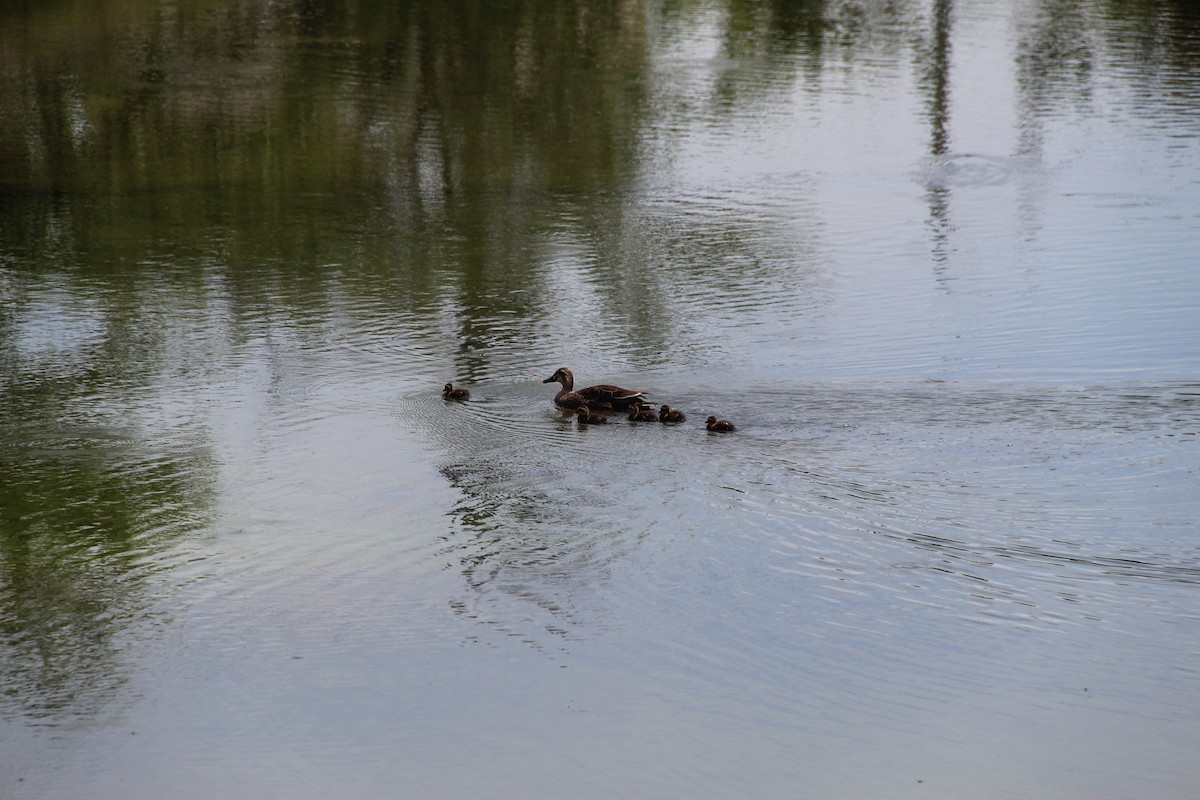 Eastern Spot-billed Duck - ML638285288