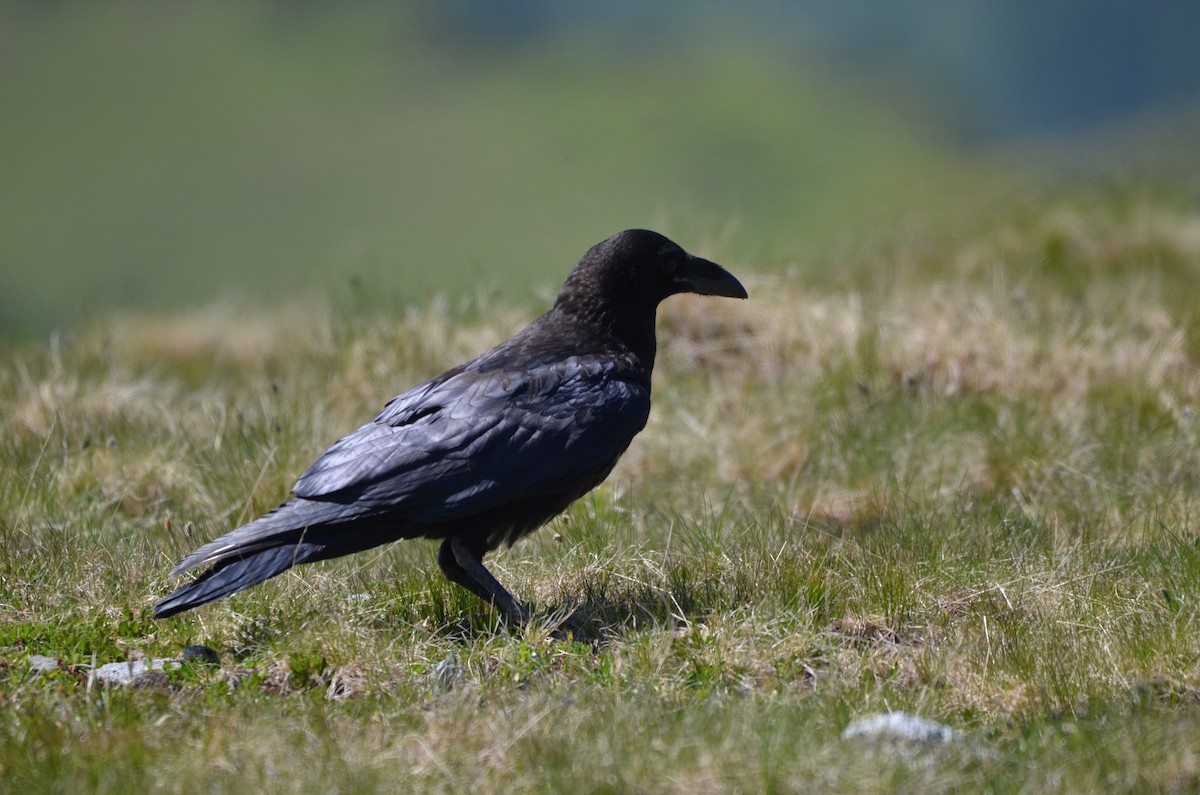 Common Raven - ML638285289