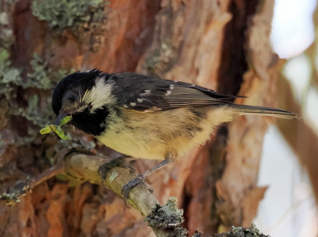 Coal Tit - ML638285313