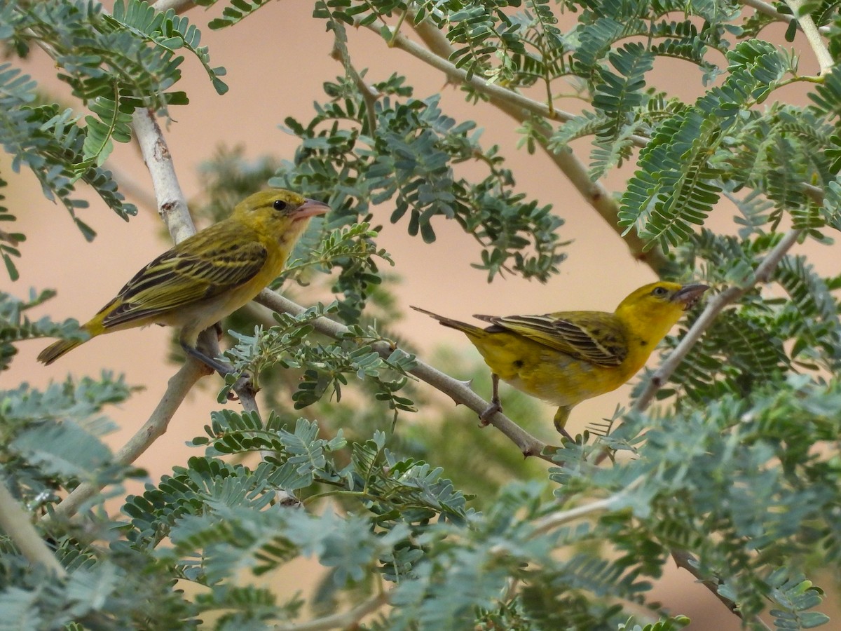Lesser Masked-Weaver - ML638285323