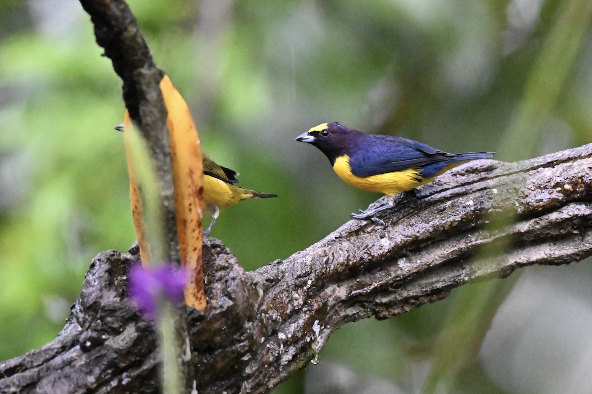 Purple-throated Euphonia - ML638285326